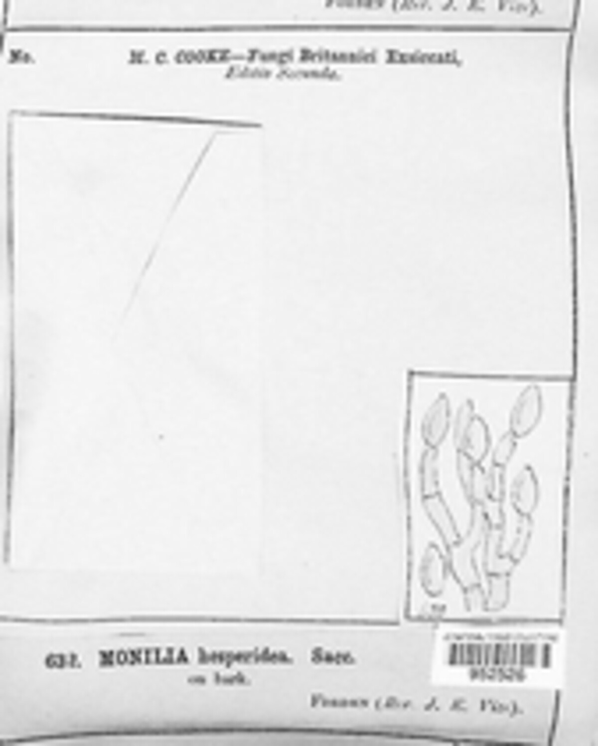 Monilia hesperidica image